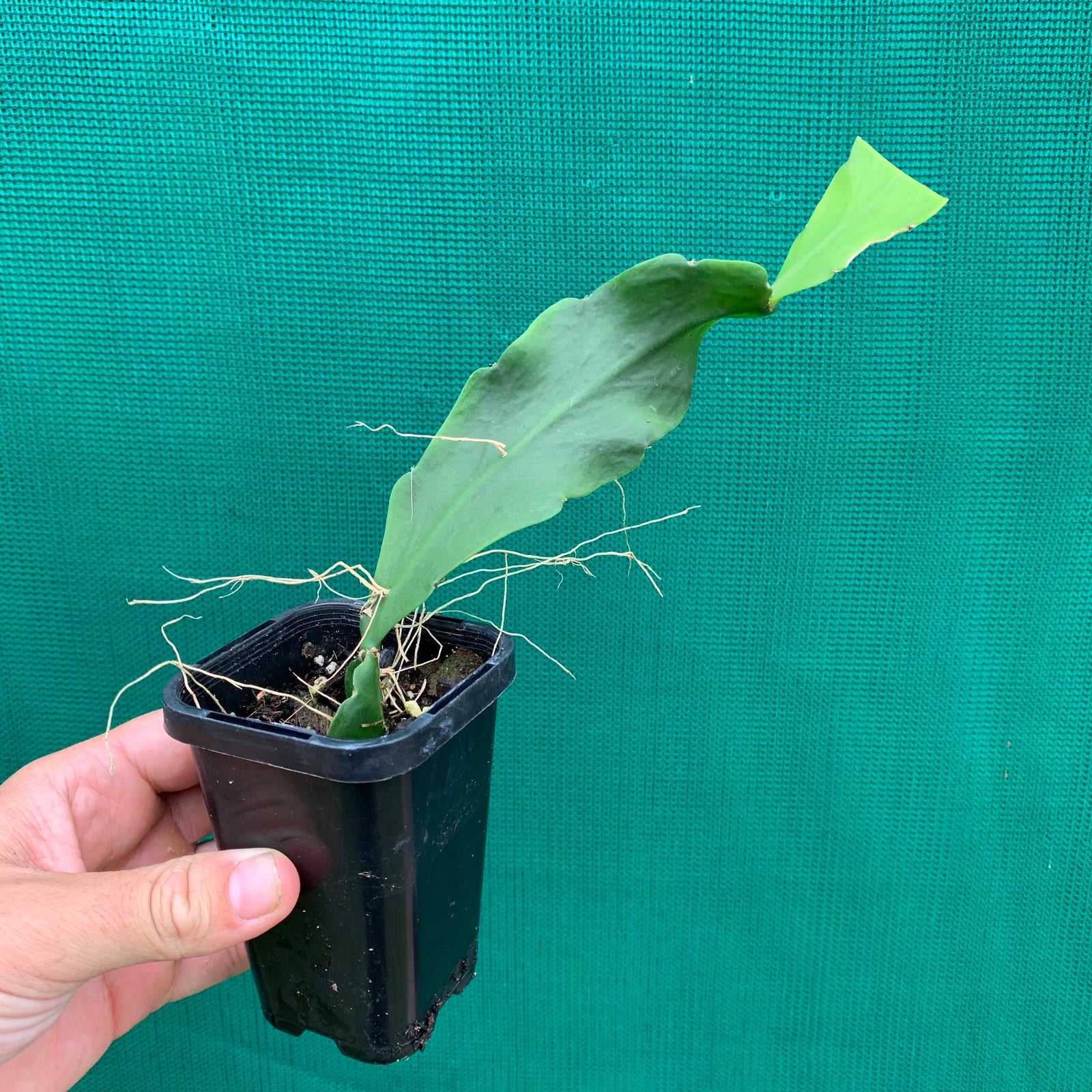 Rhipsalis robusta - R15