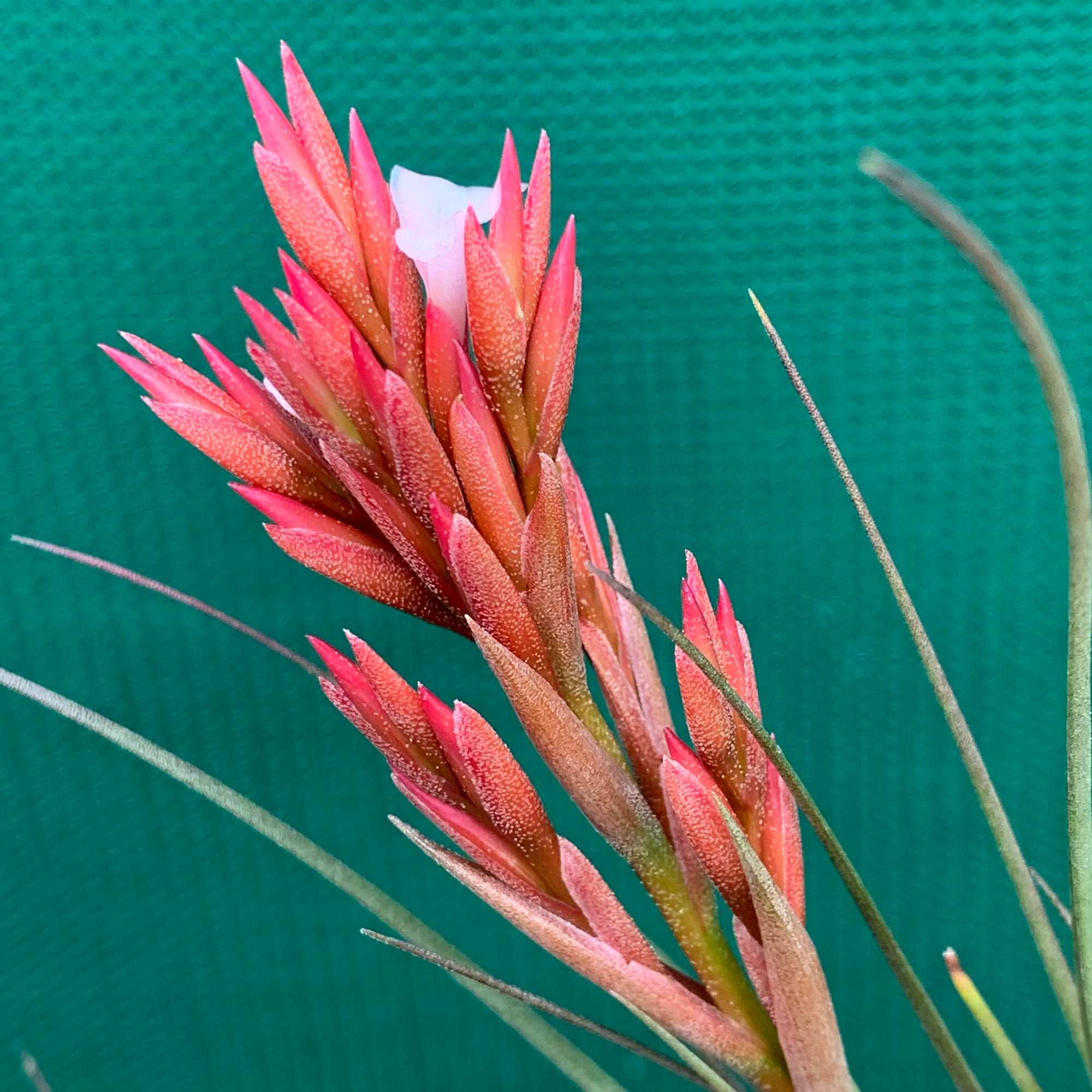 caulescens air plant Tillandsia - caulescens x globosa ex. CL