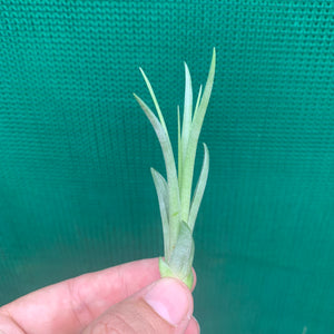 Tillandsia - Holm’s Verlesglo ex. PT