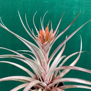 Tillandsia - Nellie Rose