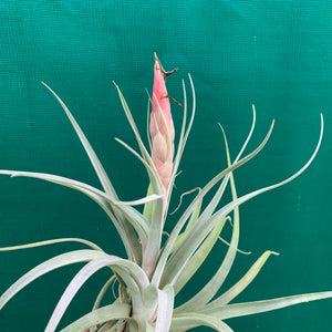 Tillandsia - X Correalei ex. PT NEW
