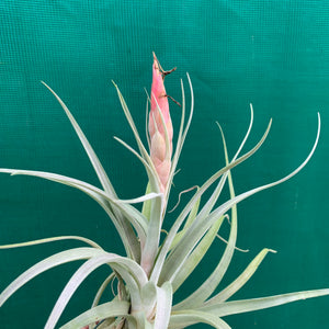 Tillandsia - x correalei ex. PT NEW