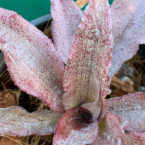 Cryptanthus - Pink Organza
