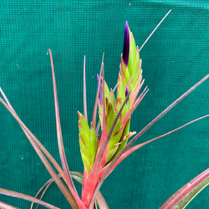 Tillandsia - Widgee ‘Large Form’