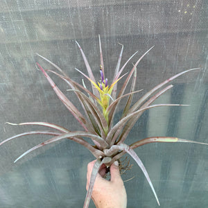 Tillandsia - capitata Yellow x capitata Marron ex. OM