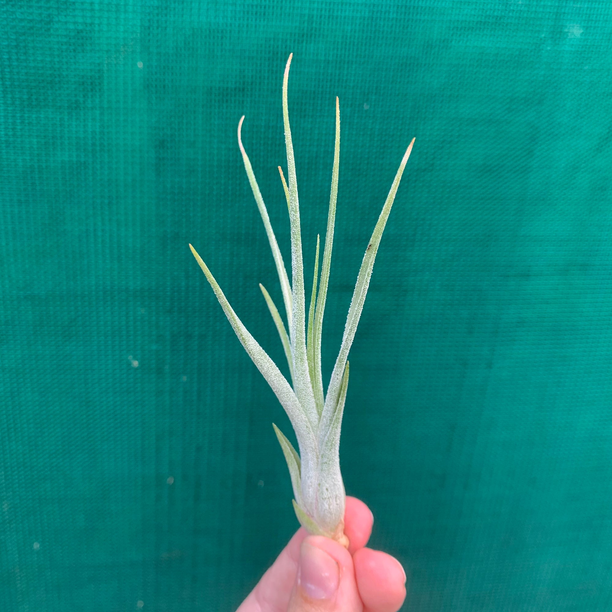 Tillandsia - Borumba