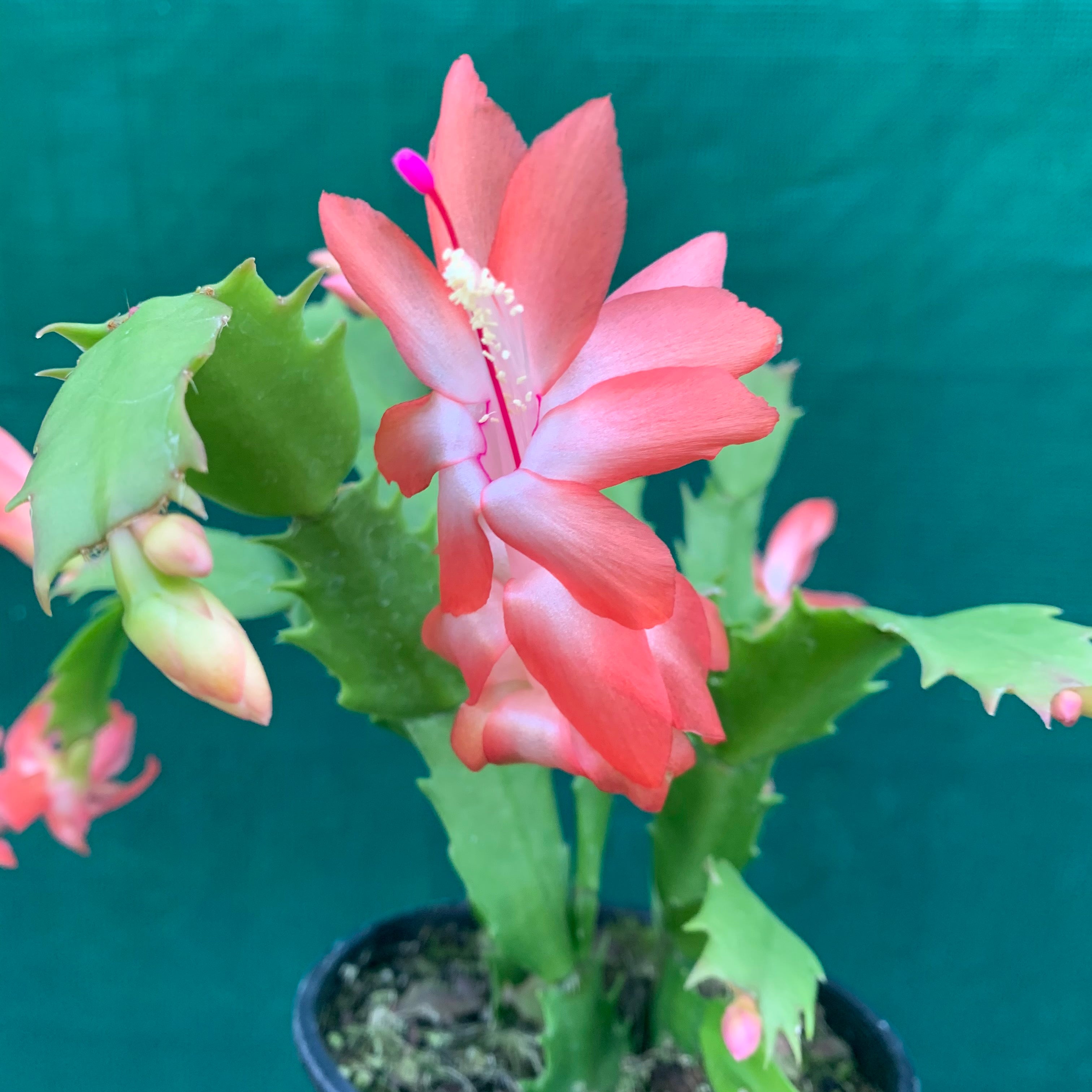 christmas cheer succulent Zygocactus Christmas Cheer
