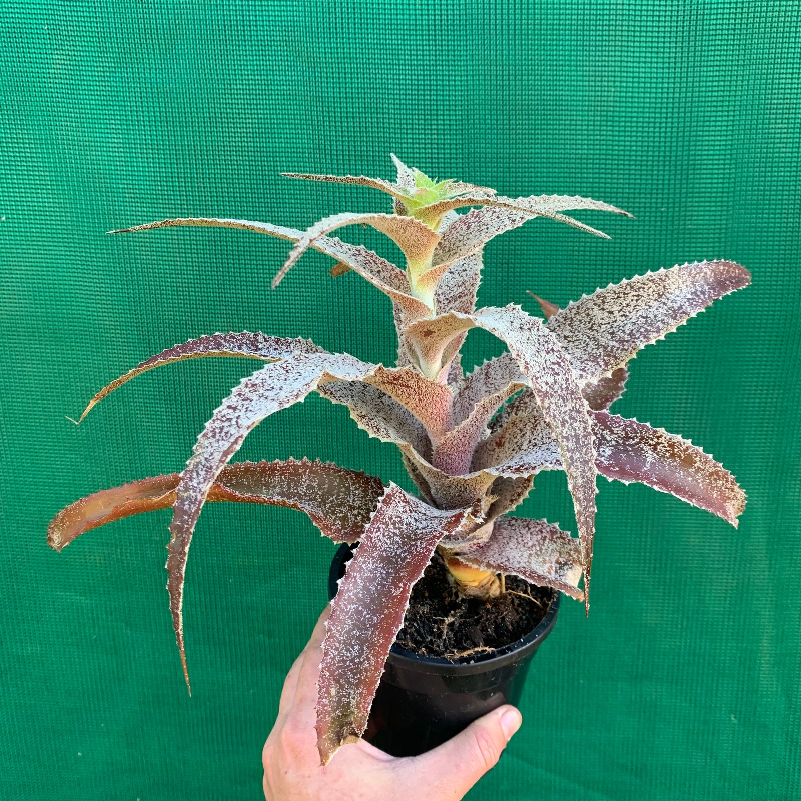 Orthophytum ‘Stella’