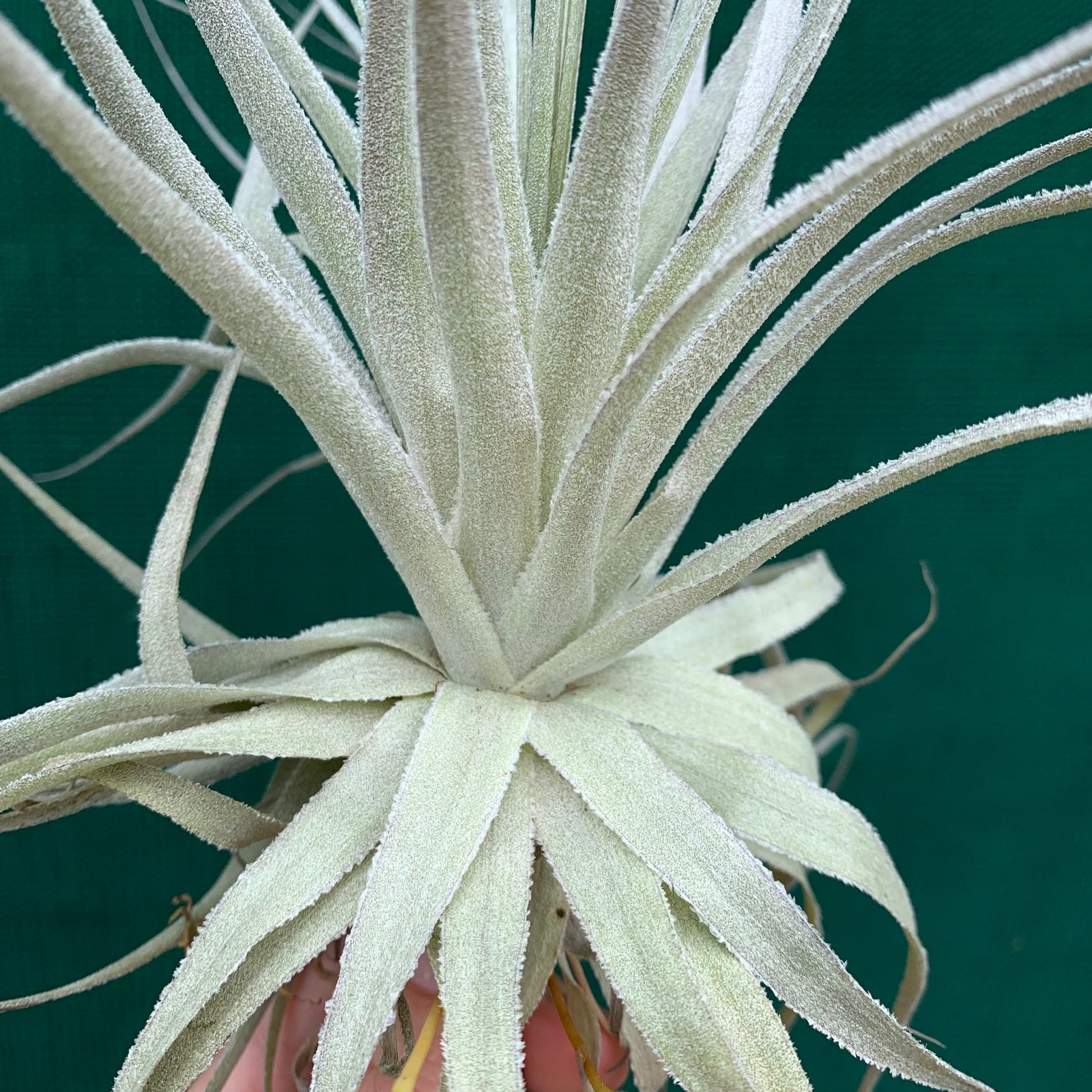 Tillandsia - gardneri