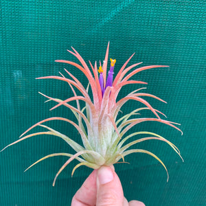 Tillandsia - ionantha ‘Rubra’ ex. CV