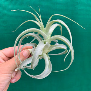 Tillandsia - caticola ‘Splendide’