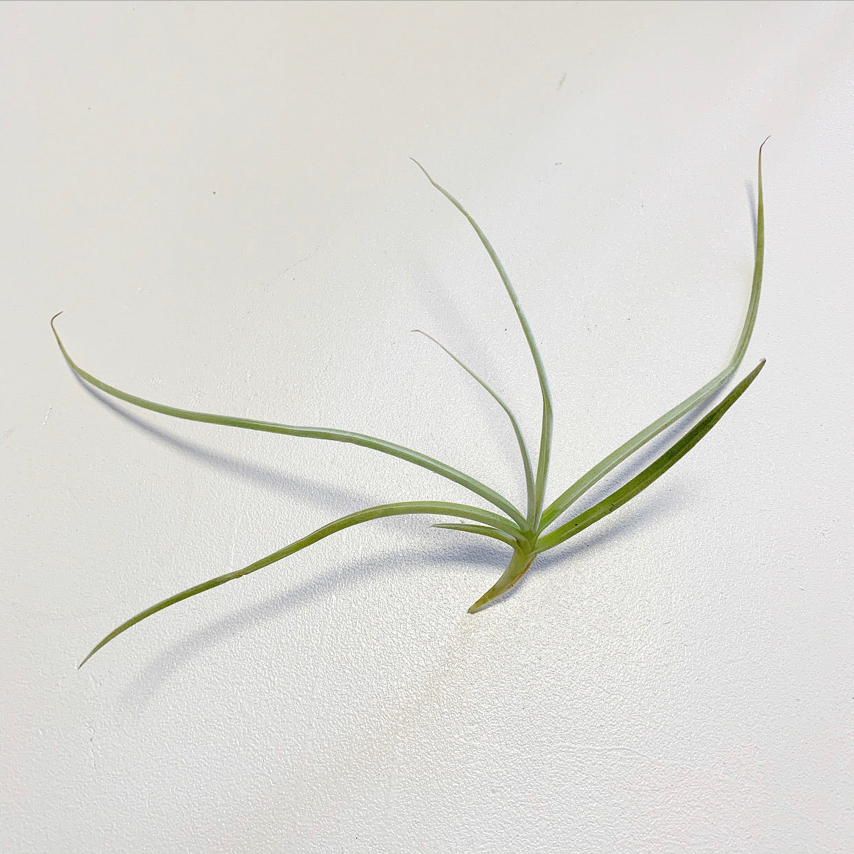 Tillandsia - caliginosa (Fragrant)