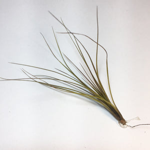 Tillandsia - festucoides