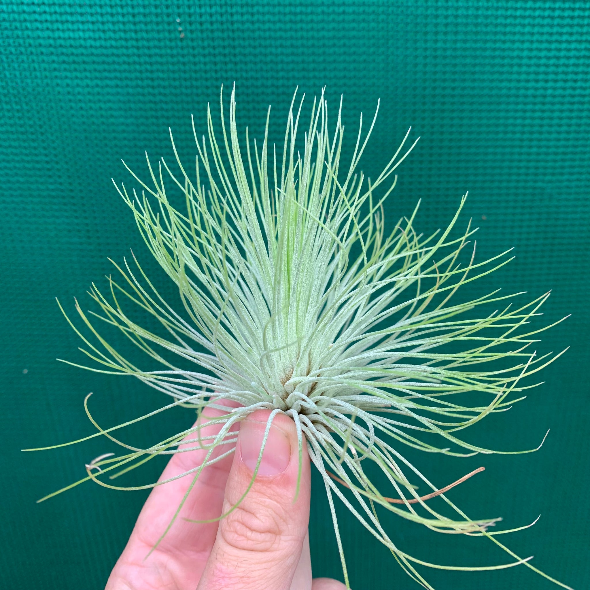 andreana air plant care Tillandsia - andreana ex. CC