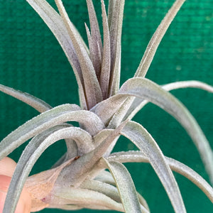 Tillandsia - Purple Gem