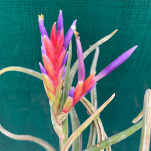 Tillandsia - Twisted Medusa ex. CC