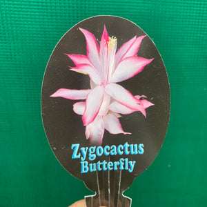 Zygocactus Butterfly