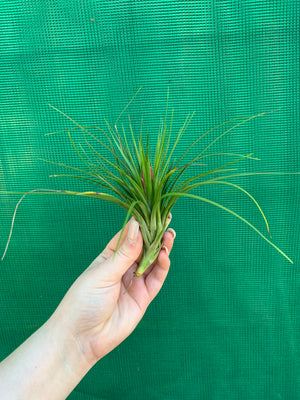 Tillandsia - Repton ex. PT