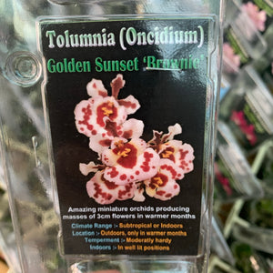Orchid - Tolumnia (Oncidium) Golden Sunset ‘Brownie’