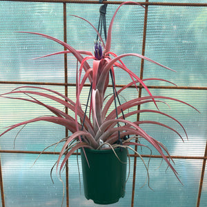 Tillandsia - riohondoensis