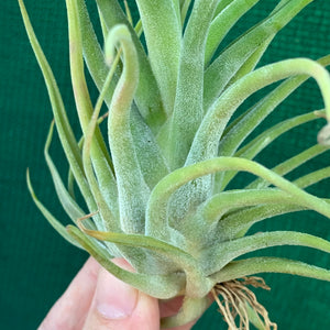 Tillandsia - Twisted Medusa ex. CC