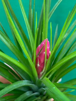 Tillandsia - Repton ex. PT