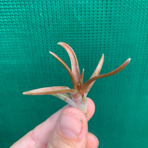 Tillandsia - capitata ‘Grosse Form’ NEW