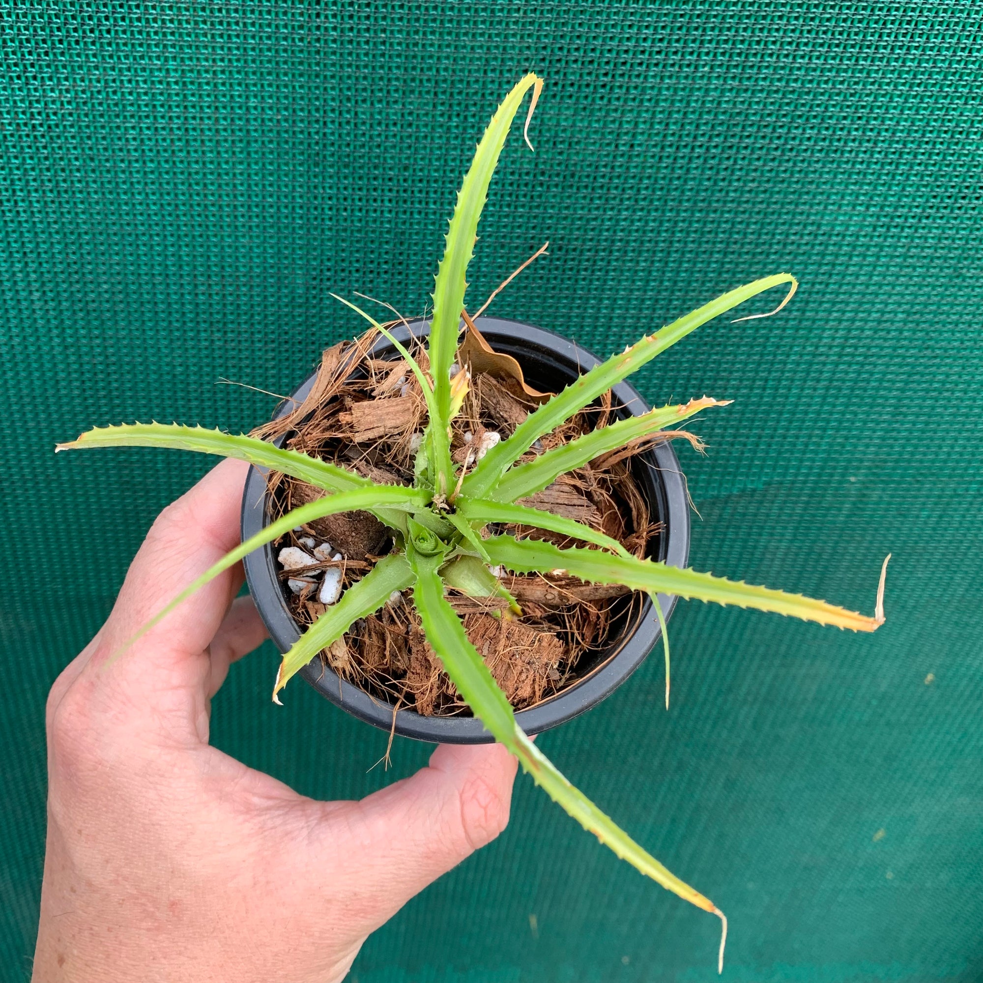 Cryptanthus - Colnagoi