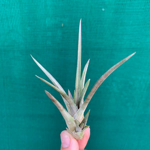 Tillandsia - esseriana ‘Red Form’ ex. PT