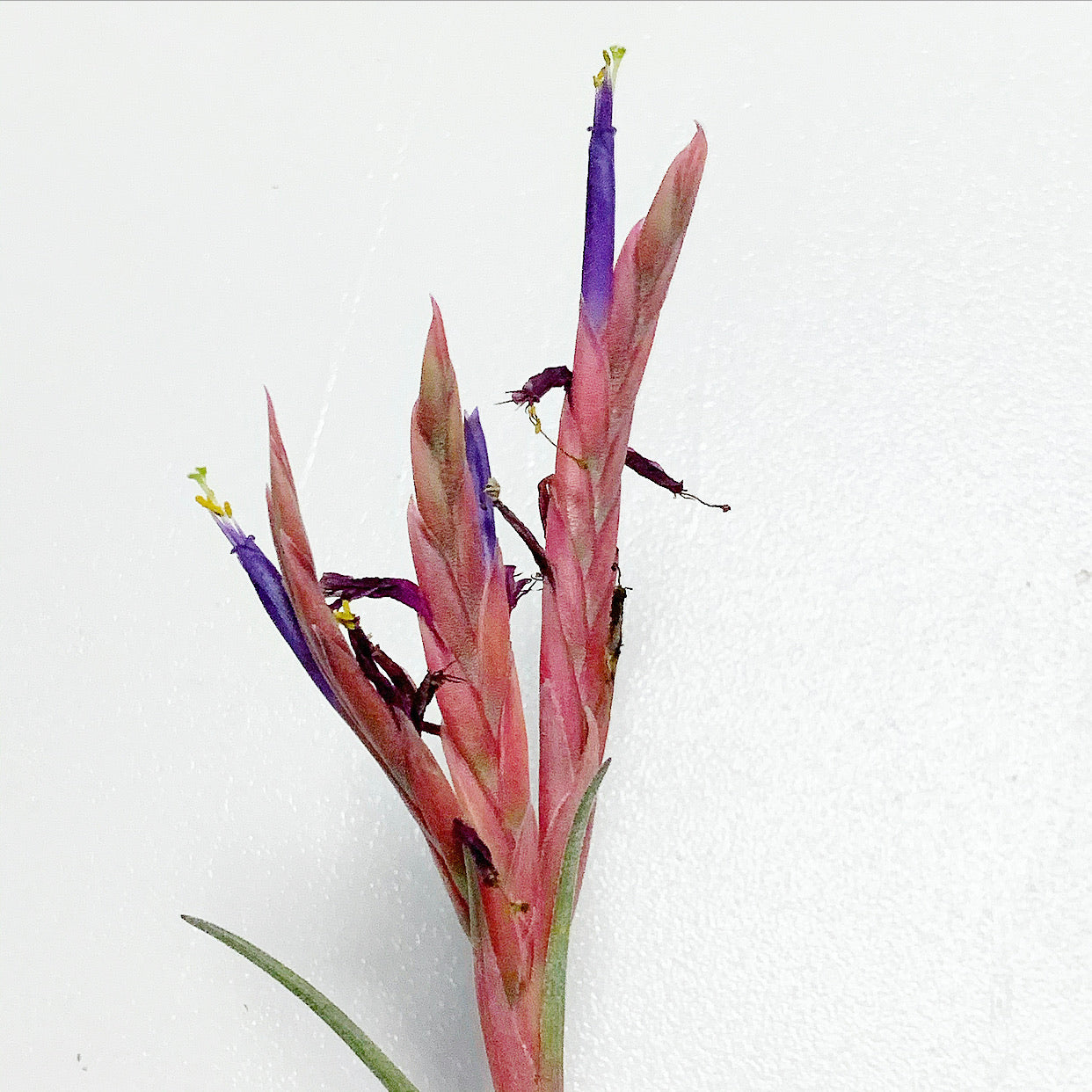 Tillandsia - pseudobaileyi Hybrid ex. OM
