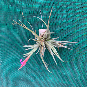 Tillandsia - argentina