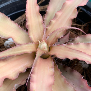 Cryptanthus - Acaulis var. Ruber