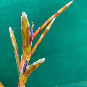 Tillandsia - aff. botterii ex PT NEW
