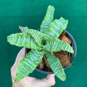 Cryptanthus - Shimmer