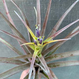 Tillandsia - capitata Yellow x capitata Marron ex. OM