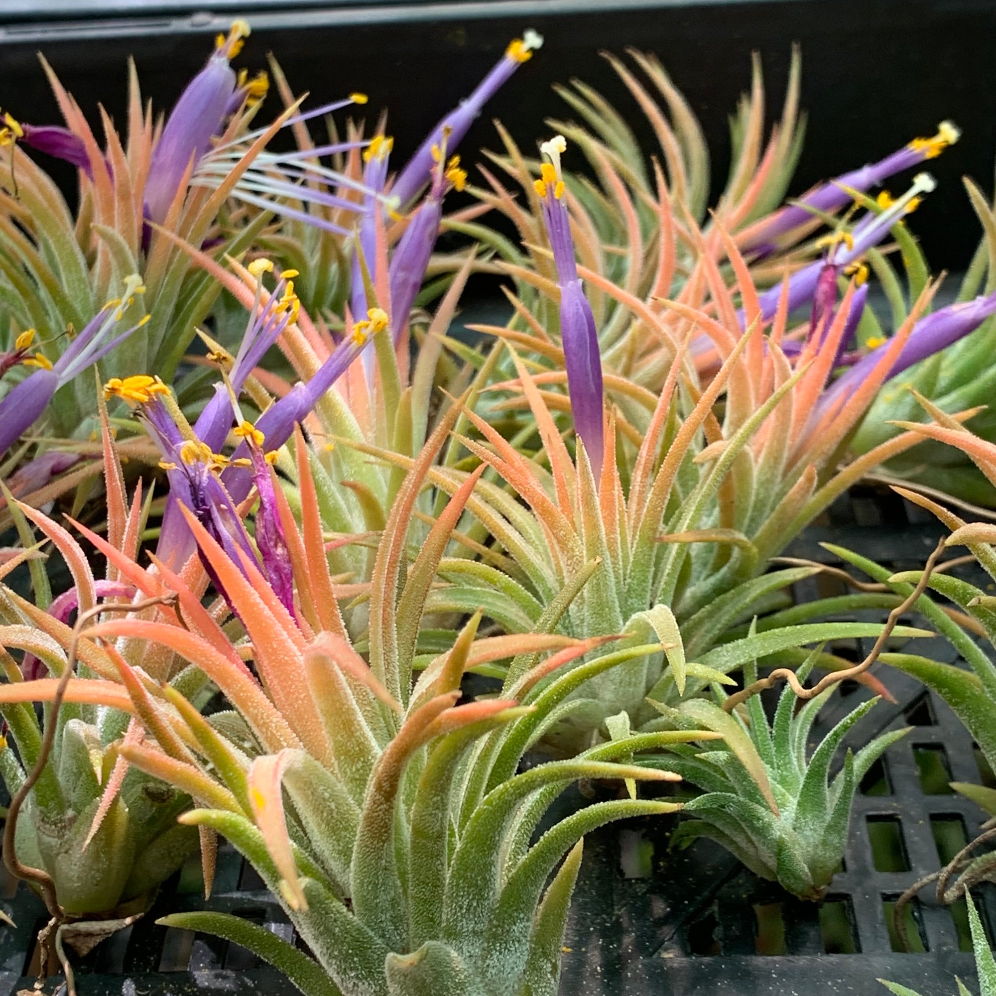 image_a5c51548-15ed-4db0-b61b-