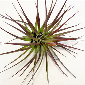 Tillandsia - rhomboidea ex. OM