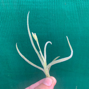 Tillandsia - Copper Penny X Crocata (Fragrant)