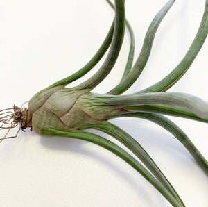 Tillandsia - Pseudobaileyi (Wholesale)