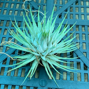 Tillandsia - ionantha ‘APD005’