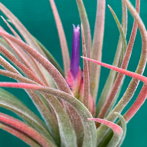 Tillandsia - seleriana x ionantha ex. NR