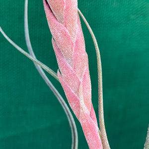 Tillandsia - Arhiza-Juliae x Pruinosa ex. BG