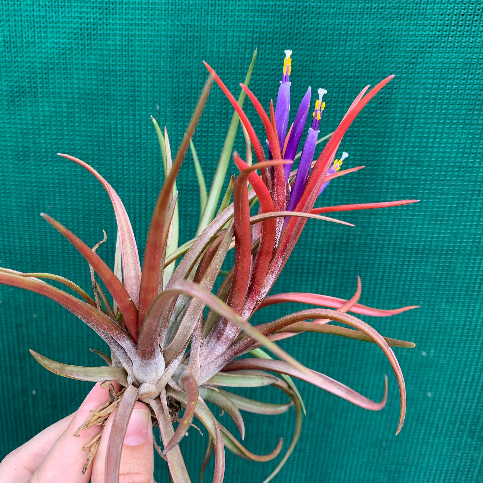 Tillandsia - capitata ‘Grosse Form’