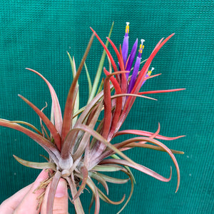 Tillandsia - capitata ‘Grosse Form’ NEW