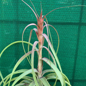 Tillandsia - Red Fountain