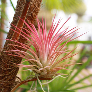 Tillandsia - Ionantha 'Guatemala’ (Wholesale)