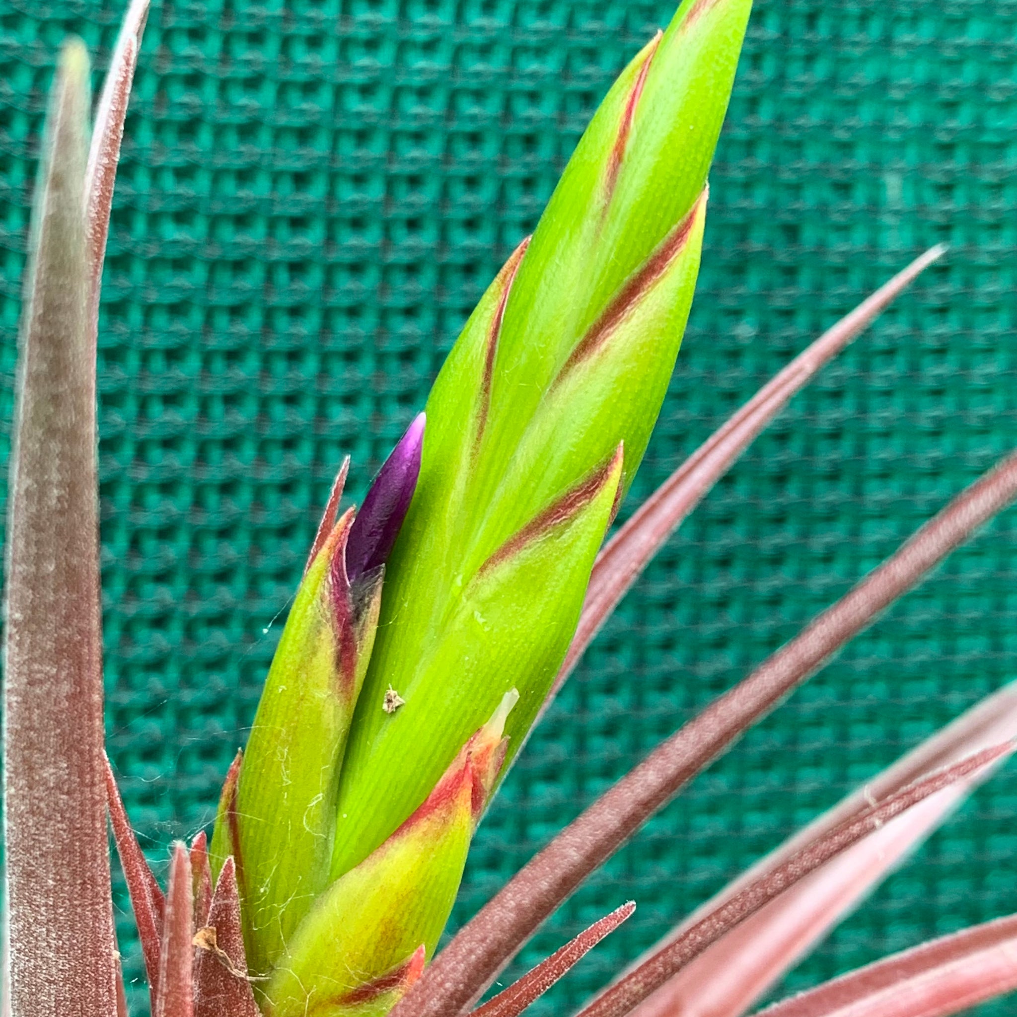 air plants cape town Tillandsia - Capetown