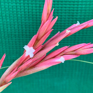 Tillandsia - Holm’s Verlesglo ex. PT