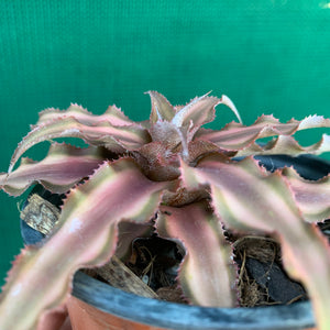 Cryptanthus - Bivittatus