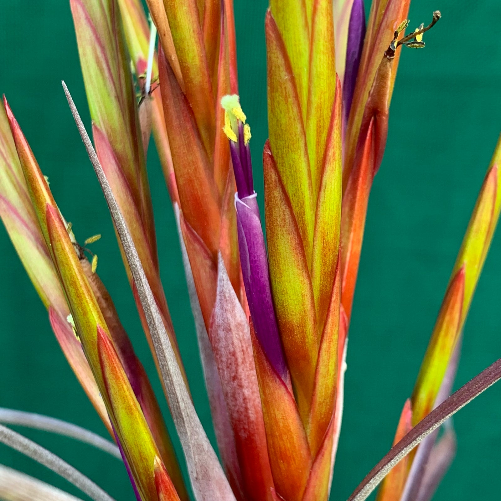 Tillandsia - Cooloola ex. AP